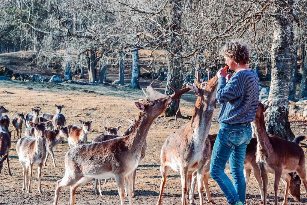 Vila Damwildfarm In Rollerbue Suedschweden Tyringe Exteriér fotografie