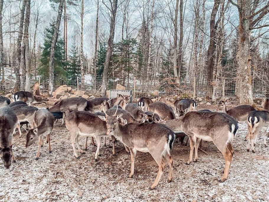 Vila Damwildfarm In Rollerbue Suedschweden Tyringe Exteriér fotografie