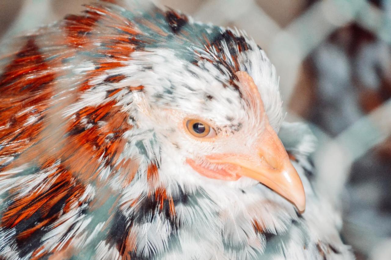 Vila Damwildfarm In Rollerbue Suedschweden Tyringe Exteriér fotografie