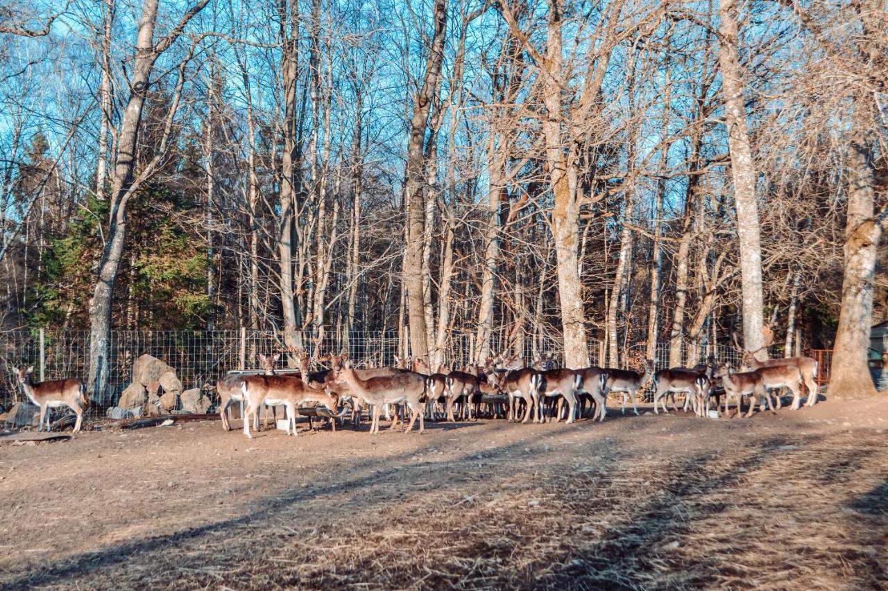 Vila Damwildfarm In Rollerbue Suedschweden Tyringe Exteriér fotografie