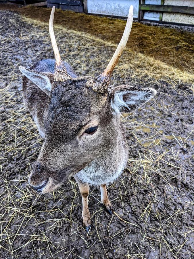 Vila Damwildfarm In Rollerbue Suedschweden Tyringe Exteriér fotografie
