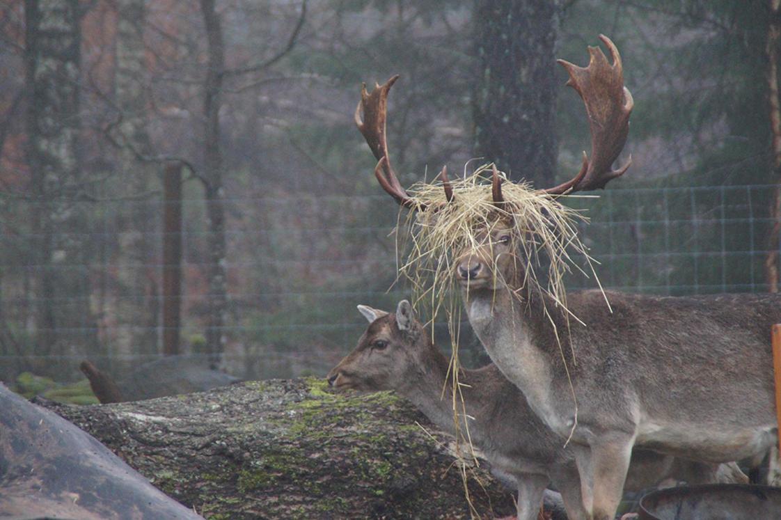 Vila Damwildfarm In Rollerbue Suedschweden Tyringe Exteriér fotografie