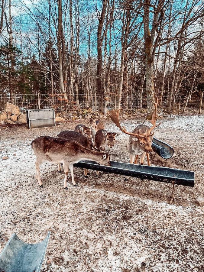 Vila Damwildfarm In Rollerbue Suedschweden Tyringe Exteriér fotografie