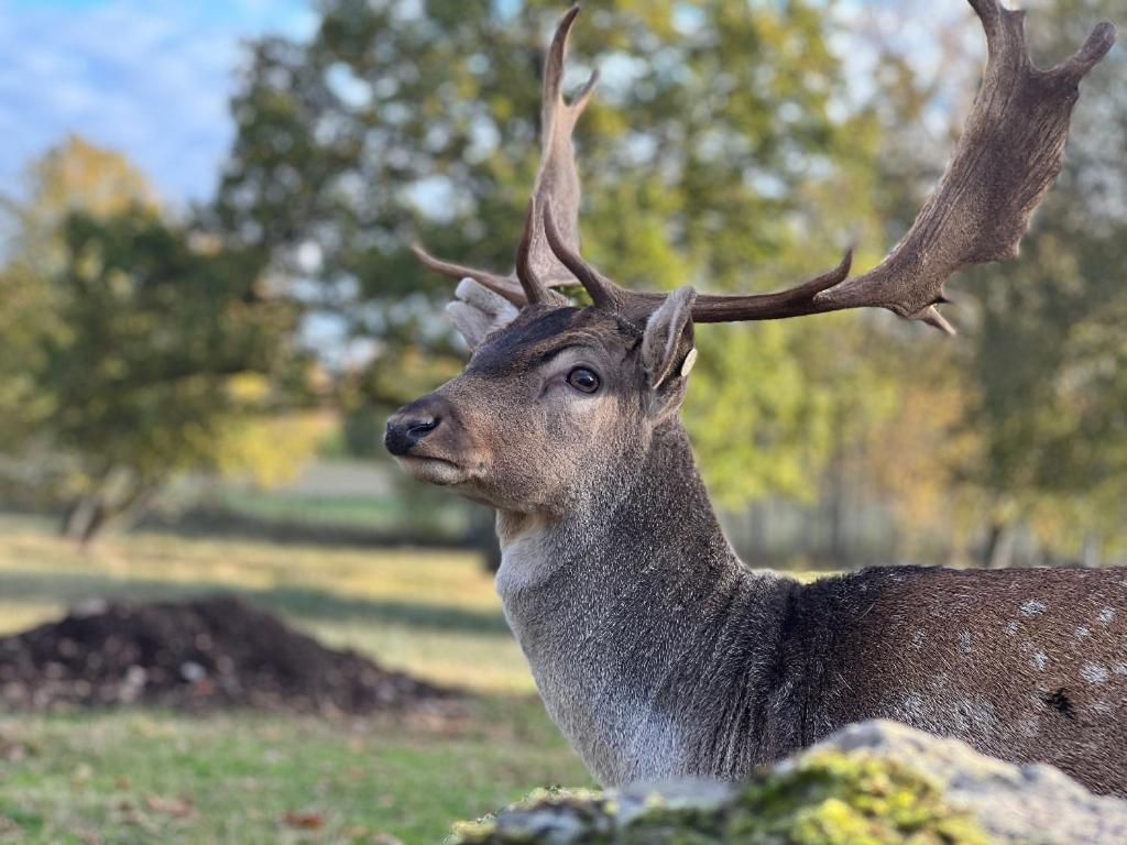 Vila Damwildfarm In Rollerbue Suedschweden Tyringe Exteriér fotografie